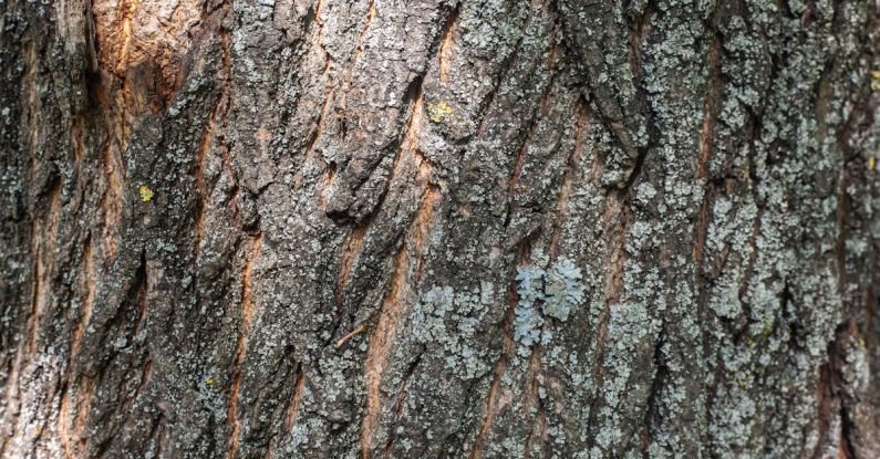 Structural Composite - Background of old tree with rough bark